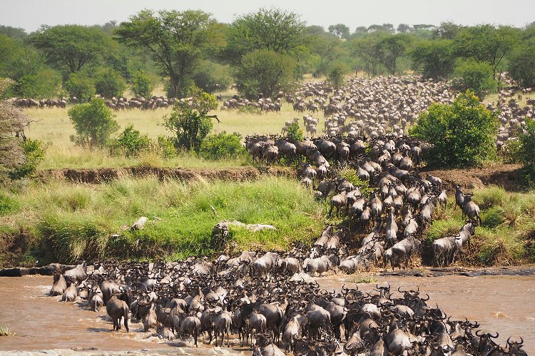 Beste Zeit für die Große Migration in der Maasai Mara