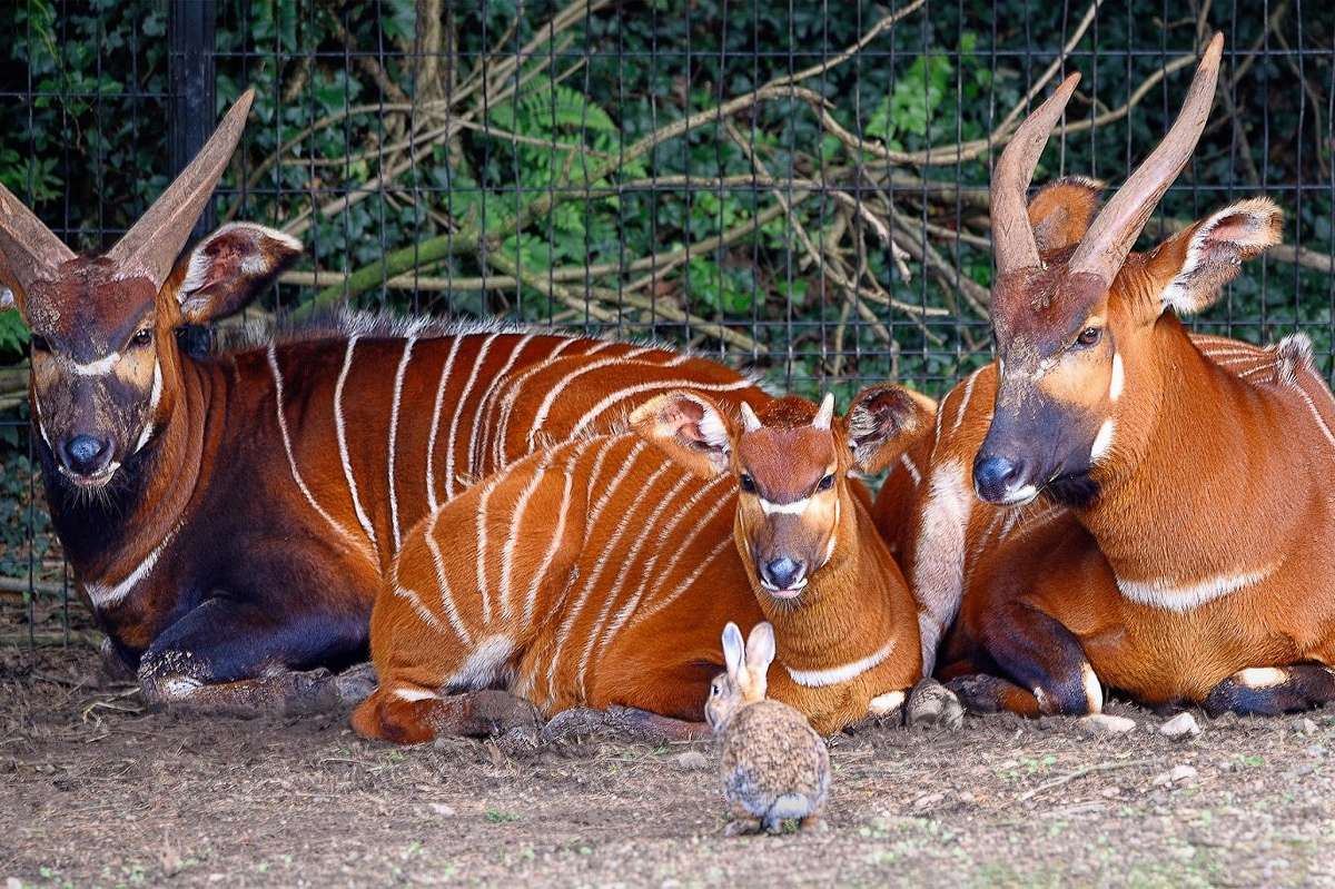 Drei Bergbongos mit kastanienbraunem Fell und weißen Streifen ruhen zusammen in einem Gehege, im Vordergrund ein kleines Kaninchen — nach Kenia repatriiert.
