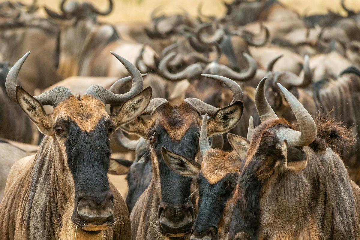 Nærbillede af en tæt flok gnu under Den Store Migration, horn og ansigter presset mod hinanden blandt det tørre savannegræs