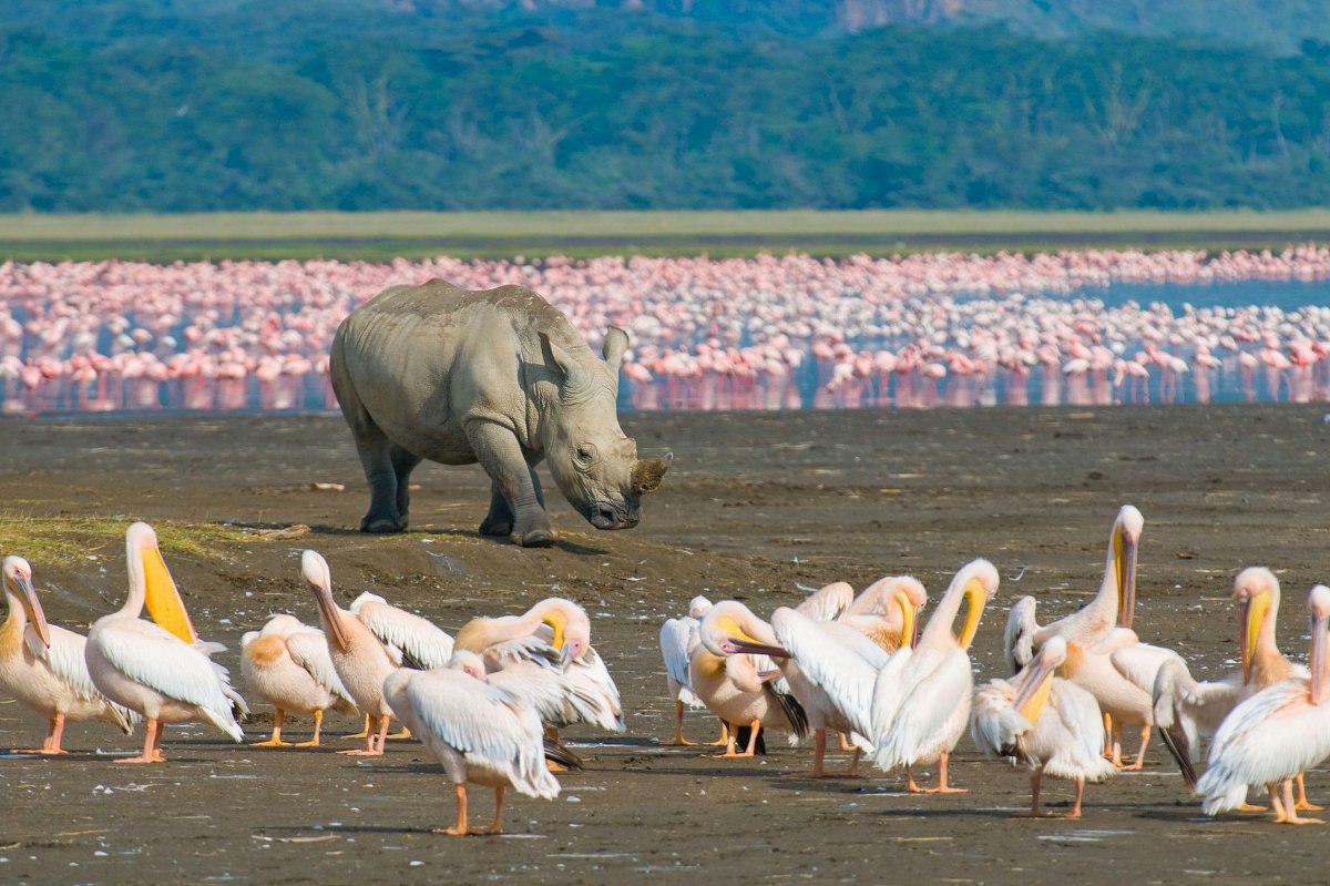 Weisses Nashorn am Ufer eines Sees, im Hintergrund eine entfernte Kolonie rosa Flamingos und im Vordergrund Pelikane — Top‑Safari‑Destinationen in Kenia