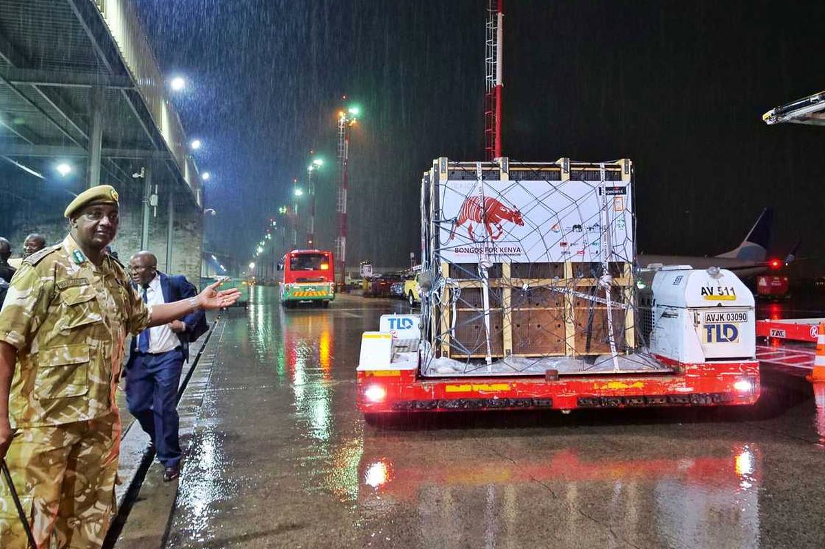 Mitarbeiter in Tarnkleidung gibt auf dem nassen Vorfeld des JKIA Zeichen, während ein TLD-Fahrzeug eine gekistete Sendung mit der Aufschrift «Bongos for Kenya» unter hellen Vorfeldlampen transportiert.