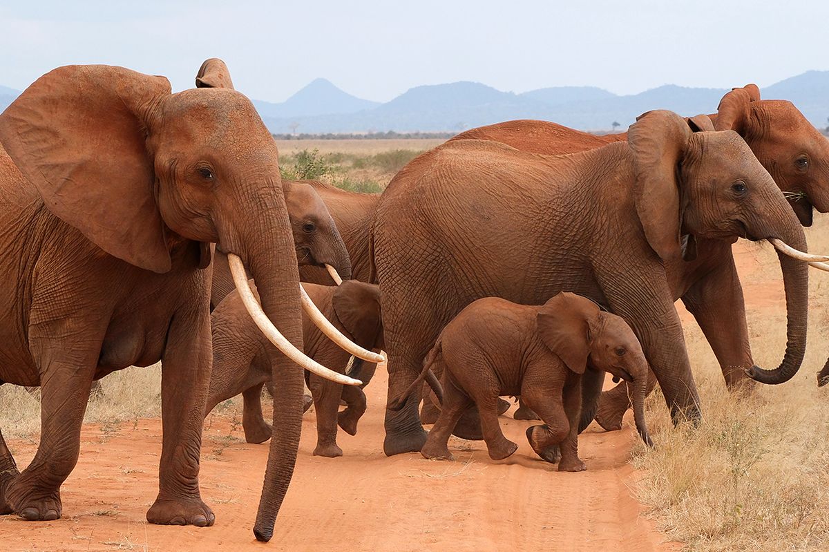 Rot gefärbte afrikanische Elefantenherde mit Jungtieren überquert einen staubigen Savannenweg vor fernen Hügeln — Top-Safari-Destinationen in Kenia