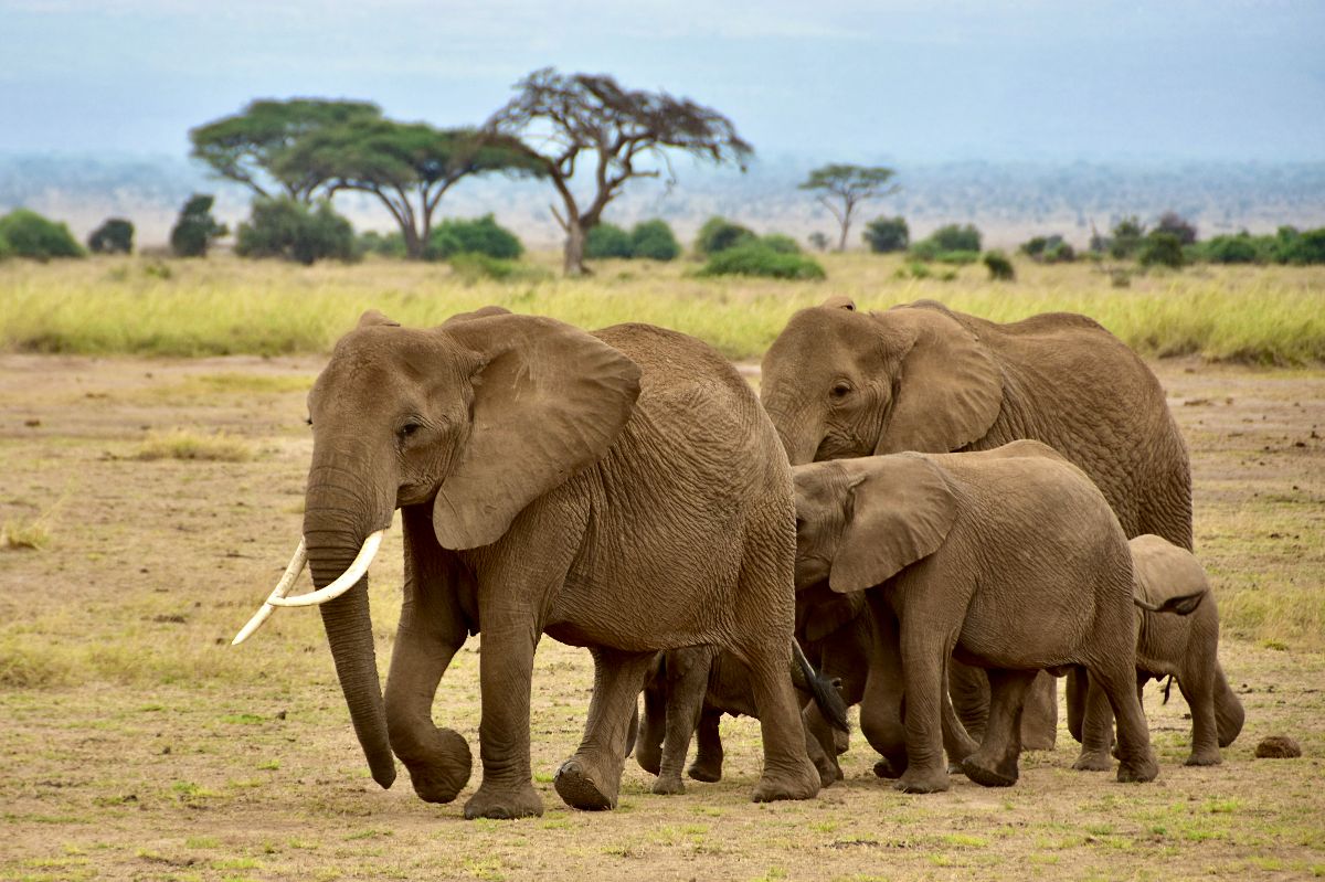 Elefantenfamilie zieht über die kenianische Savanne, Akazien am Horizont — Top-Safari-Ziele in Kenia
