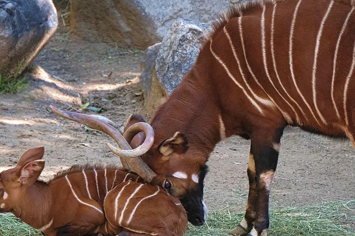 Bongo-Antilopenmutter, die ihr gestreiftes Kalb auf dem Waldboden anschmiegt, kastanienbraunes Fell und spiralförmige Hörner — Lernen Sie den Geist des Waldes kennen