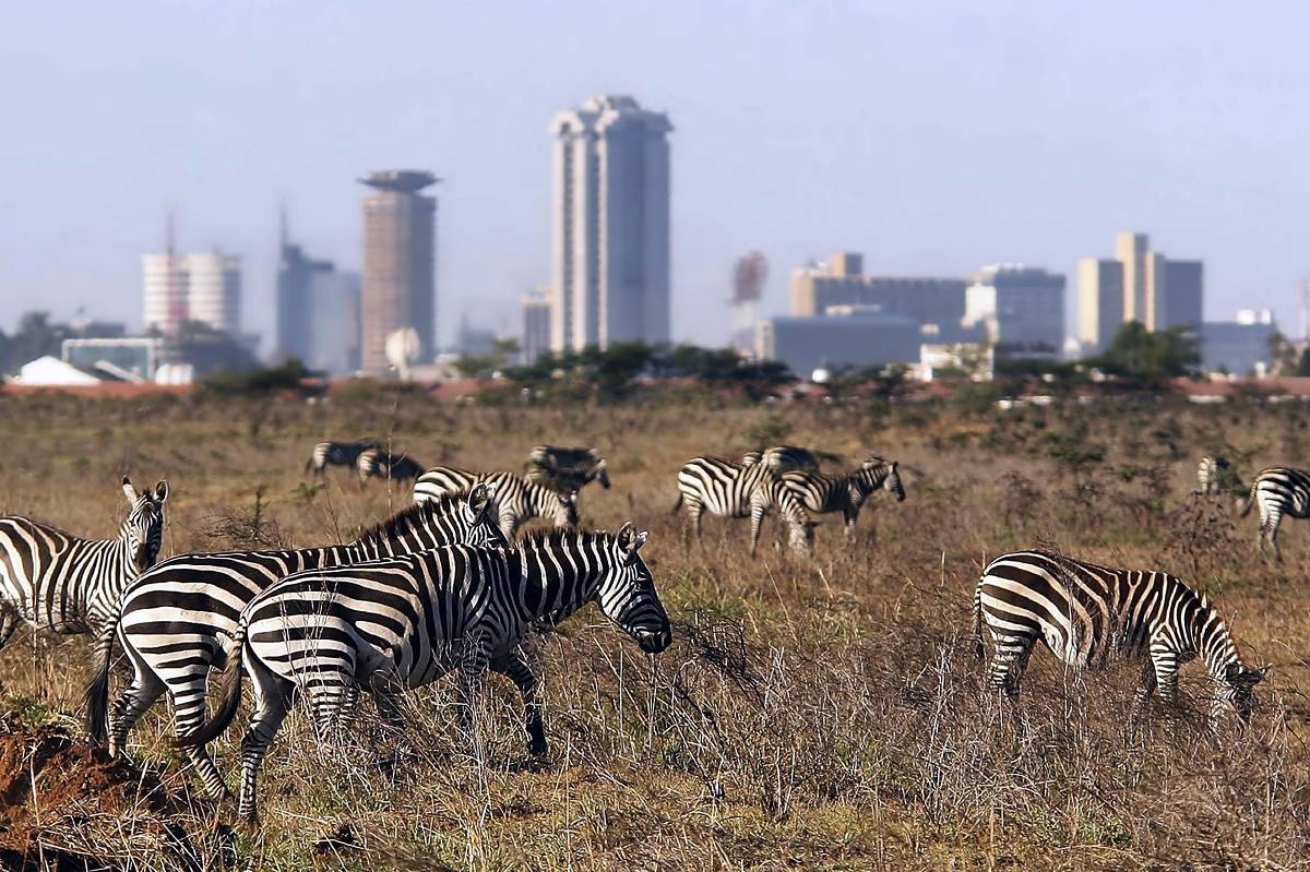 Herde von Zebras auf der kenianischen Savanne beim Grasen, mit fern sichtbarer Stadtsilhouette — Top-Safari-Ziele in Kenia