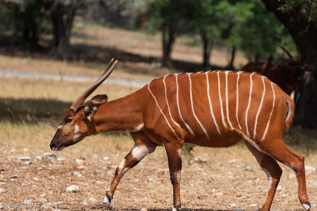 Seitenansicht einer ausgewachsenen Bongo-Antilope mit reich kastanienbraunem Fell und weißen senkrechten Streifen, die durch sonniges, trockenes Gehölz schreitet — Wo die Bongos leben werden