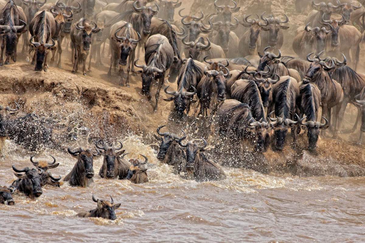Gnuherde, die während der Grossen Migration durch einen schlammigen Fluss stürzt und spritzt — eindrückliche Szene für die beste Reisezeit für eine Safari in Kenia