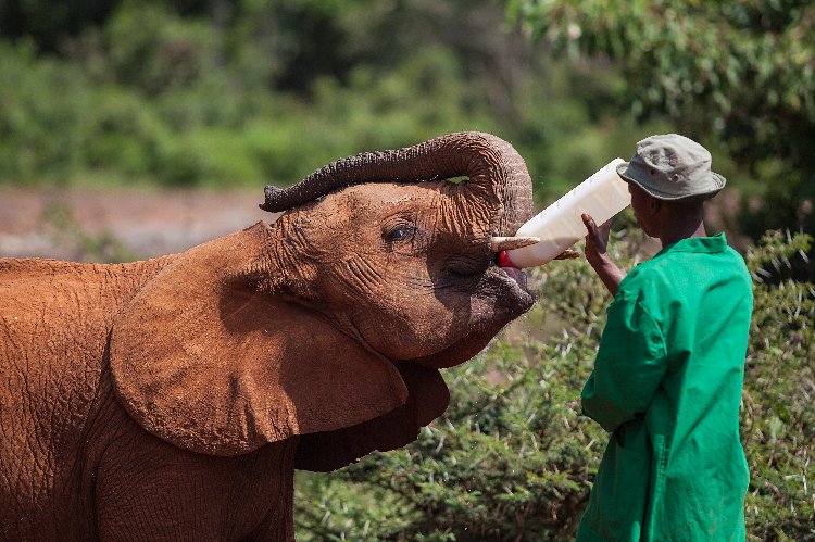 Un cucciolo di elefante orfano al David Sheldrick Wildlife Trust che beve da una grande bottiglia tenuta da un operatore in giacca verde