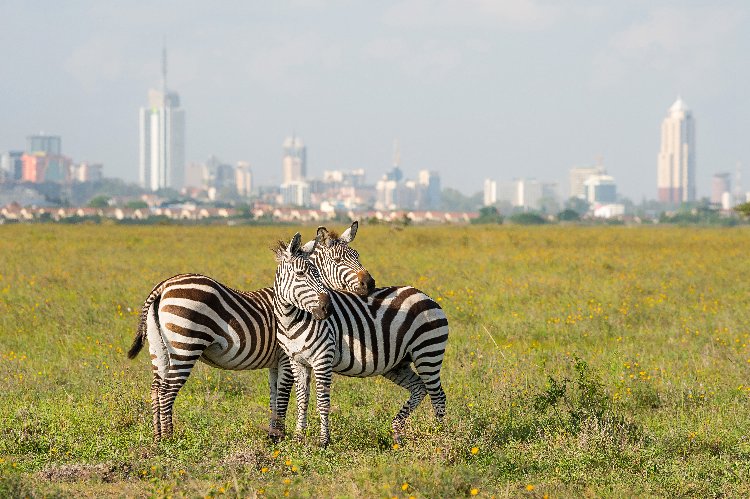 Due zebre che si sfregano il muso in una pianura erbosa punteggiata di fiori selvatici, con lo skyline di Nairobi sfocato sullo sfondo nel Nairobi National Park.