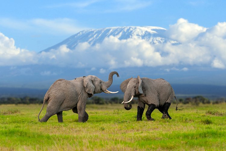 Due elefanti africani su una pianura verde di Amboseli, con il Monte Kilimanjaro innevato e nuvole spettacolari sullo sfondo