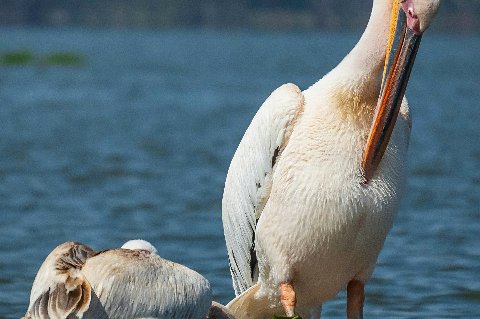 Great white pelican preening on a small island of lilies in Lake Naivasha, Kenya