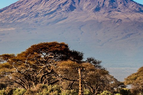 Giraffe in acacia savanna with Mount Kilimanjaro's snowy summit towering in the background near Moshi, Tanzania