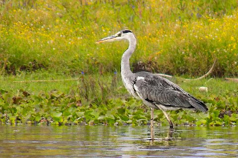 Grey heron wading through shallow lake water with green marsh and wildflowers at Lake Naivasha