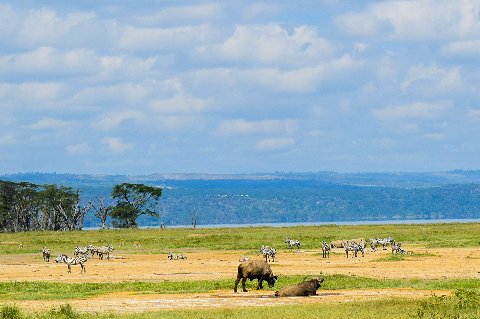 Buffalo and zebras grazing on the open plains near Lake Nakuru under a cloudy sky