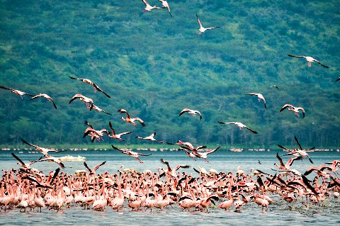 Flock of pink flamingos taking flight over Lake Nakuru with green hills in the background, Kenya
