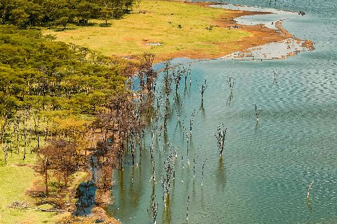 Aerial view of Lake Nakuru shoreline showing flooded tree trunks and acacia woodland