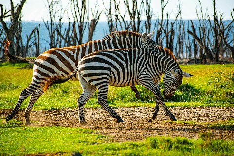 Two zebras walking across grassy lakeside plains with bare trees behind, Lake Nakuru area