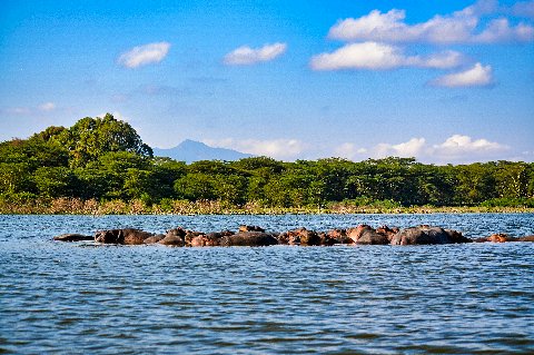 Pod of hippos partially submerged in Lake Nakuru with tree-lined shore and distant hills