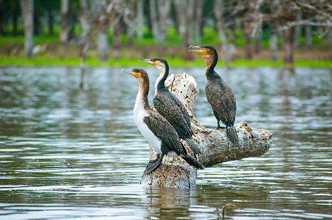 Three cormorants perched on a weathered log above Lake Naivasha’s calm water with flooded trees behind them