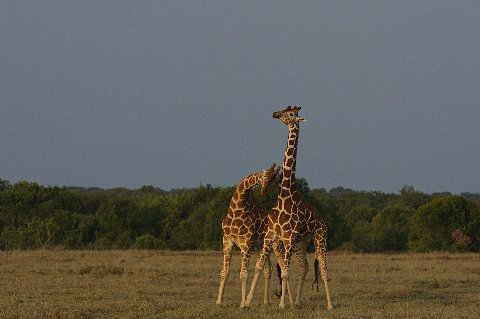 Two giraffes nuzzling on the open savanna at golden hour near Nanyuki, Kenya