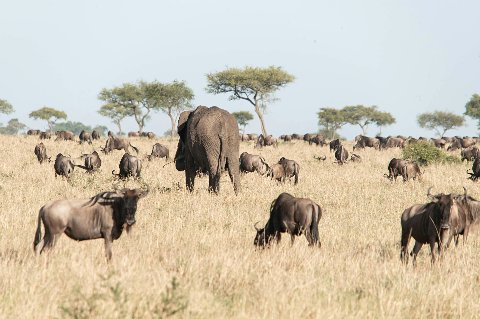 Elephant and wildebeest grazing in golden savanna with Mount Kilimanjaro faint on the horizon near Moshi, Tanzania