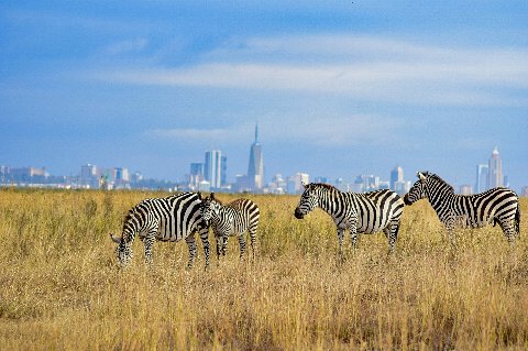 Zebras grazing in tall yellow grass with Nairobi's distant skyline on the horizon