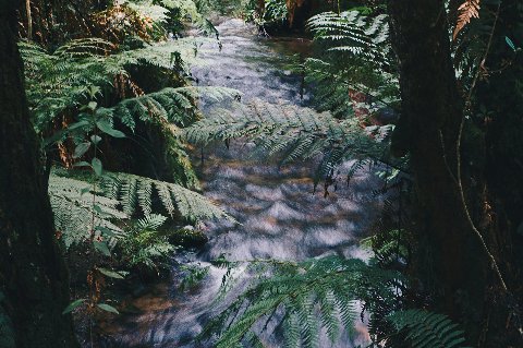 Clear mountain stream winding through lush fern forest, characteristic of the Mount Kenya highlands near Nanyuki