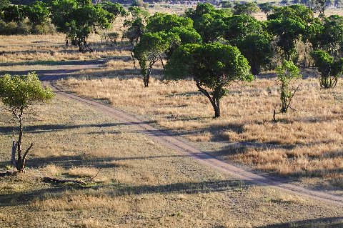 Winding dirt track through golden grass and scattered umbrella acacia trees in the savanna.