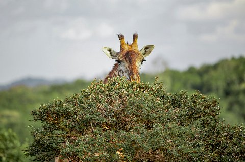 Giraffe peeking over a thorny acacia bush on the Arusha-Tarangire savanna.