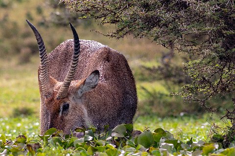 Close-up of a waterbuck grazing among water hyacinths along Lake Naivasha’s shoreline