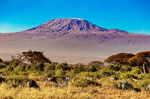 Mount Kilimanjaro looming over acacia trees with zebras grazing on the plains near Moshi, Tanzania
