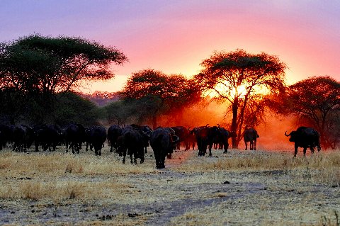Herd of buffalo silhouetted against a fiery sunset behind acacia trees on the plains.