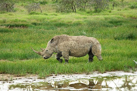 White rhinoceros grazing in green marshland beside Lake Naivasha with an egret at the water’s edge