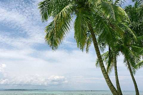 Leaning coconut palms casting shadows over powdery white sand and crystal-clear turquoise water at Diani Beach, Kenya