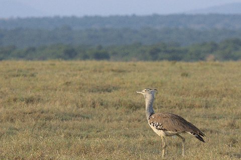 Kori bustard standing on dry grassland, a common safari sight near Nanyuki and Ol Pejeta Conservancy, Kenya