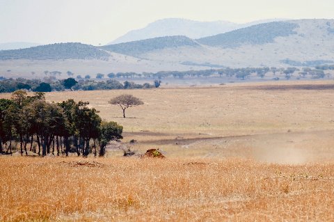 Open plains with a solitary acacia and layered distant hills under hazy light.