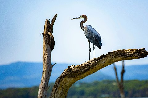Tall heron standing on a dead tree limb against pale blue sky and Rift Valley hills at Lake Naivasha, Kenya