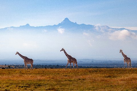Three giraffes crossing golden plains with Mount Kenya rising in a misty blue backdrop near Nanyuki, Kenya
