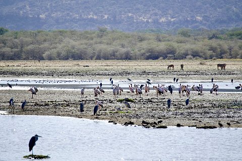 Flamingos, pelicans and wading birds feeding along a shallow lake shore — a Lake Manyara wetland scene.