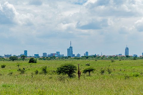 A lone giraffe in open savanna with Nairobi's skyline stretching across the distant horizon