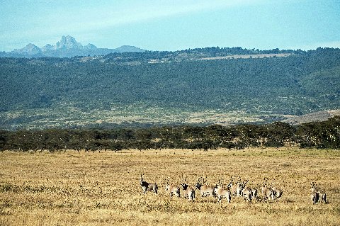 Herd of oryx on golden savanna with distant Mount Kenya peaks and acacia woodland near Nanyuki, Kenya