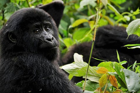 Close-up of a mountain gorilla among lush foliage in Bwindi, Uganda