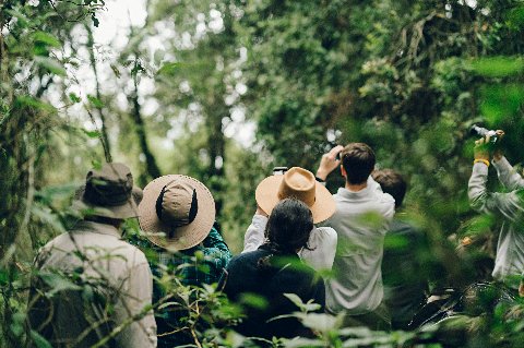 Group of hikers with wide-brim hats scanning dense rainforest canopy in Uganda