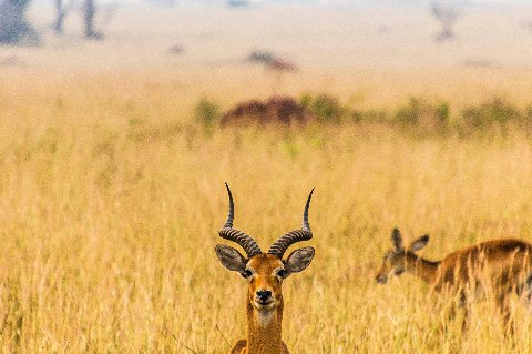 Antelope standing in tall golden savanna grass, facing the camera in Uganda