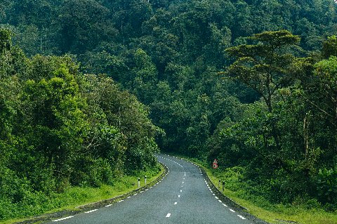 Winding road through dense montane forest and green hills, evoking Rwanda's lush landscapes