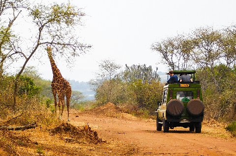 Safari jeep encounters a lone giraffe on a red dirt road in Akagera National Park, Rwanda