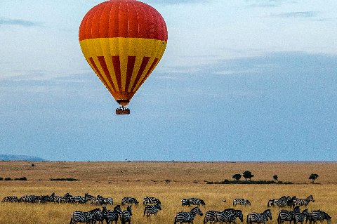 Red and yellow hot air balloon drifting above Kenya's golden savanna while a herd of zebras grazes below
