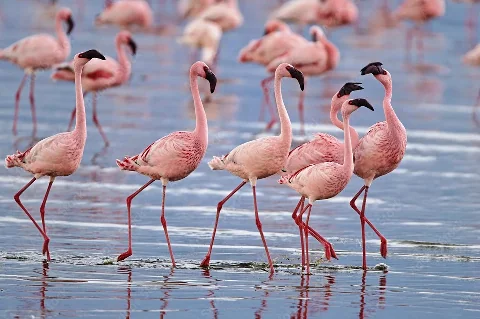 Snelli fenicotteri rosa che guadano le acque basse del Lago Nakuru, dalle gambe eleganti e dai colli curvi