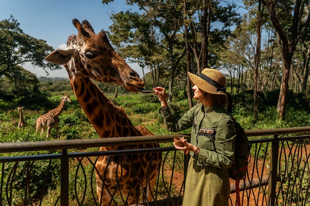 Visitatore che dà da mangiare a una giraffa a mano da una piattaforma rialzata al Giraffe Centre