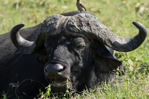 Close-up of an African buffalo with an oxpecker bird perched on its horn in tall grass